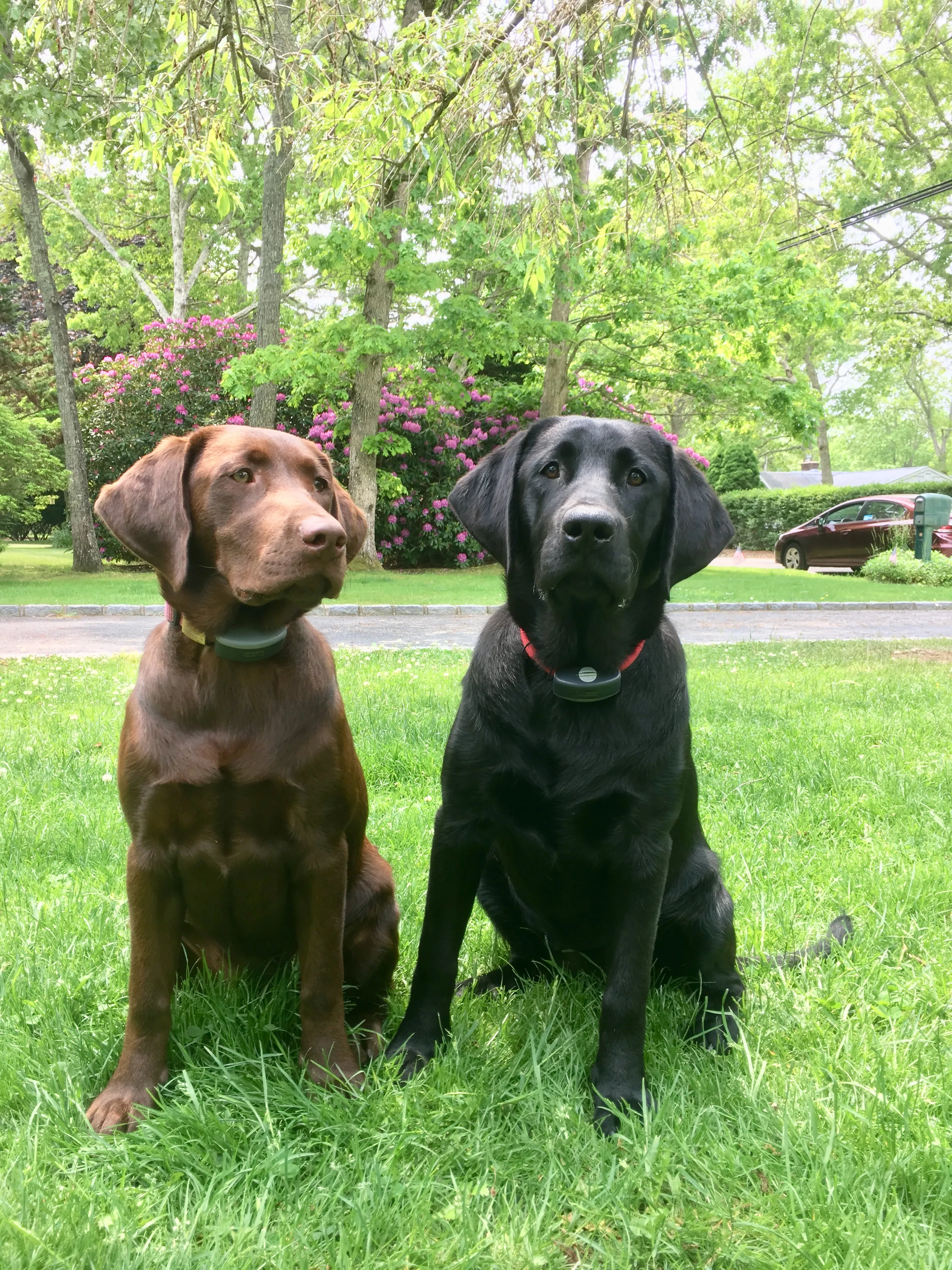 Two happy dogs after our cleaning service in Hamptons and East End.
